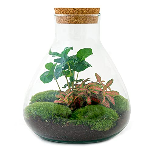 Flaschengarten • Sammie Coffea • Pflanzen im Glas • ↑ 27 cm - DIY - Terrarium Komplett Set - Pflanzenterrarium - urbanjngl | Terrarium package von urbanjngl