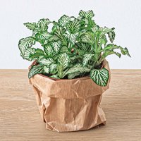Grün/Weiße Fittonia | Nervenpflanze Terrarium Pflanze Zimmerpflanze Mosaik Babypflanze von urbanjngl
