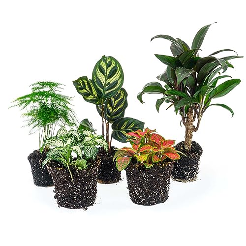 urbanjngl.com - Plant terrarium set - Makoyana - 5 plants - Palm - Calathea Makoyana - Asparagus - Red & White Fittonia von urbanjngl