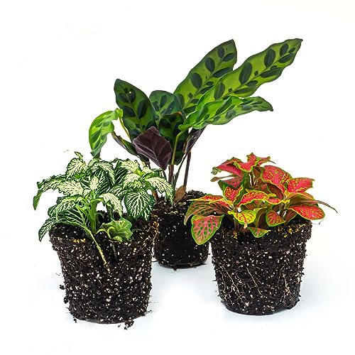 urbanjngl.com - Plant terrarium set - Lancifolia - 3 plants - Calathea Lancifolia - Red & White Fittonia von urbanjngl