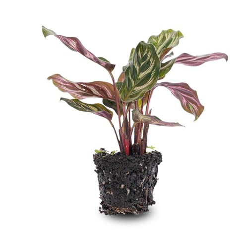 urbanjngl.com - Calathea Makoyana – Pfauenpflanze – Terrarienpflanze urbanjngl.com - Calathea Makoyana – Pfauenpflanze – Terrarienpflanze von urbanjngl