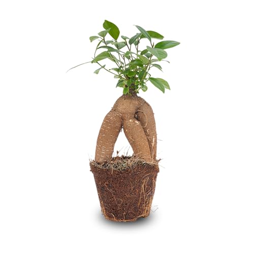 urbanjngl.com - Ficus microcarpa Ginseng Bonsai – ↑20 cm von urbanjngl