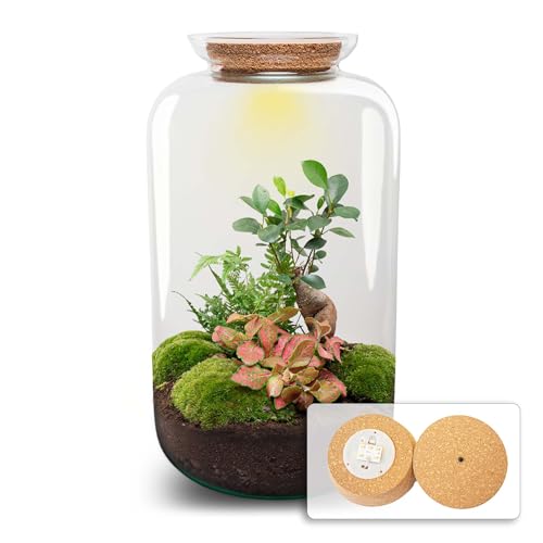 urbanjngl.com - Flaschengarten - Sven Bonsai mit Lampe - Ökosystem mit Pflanzen - ↑ 43 cm Sven Bonsai - Do-It-Yourself Paket - DIY-Set - Pflanze im Glas - Komplettset Terrarium - Pflanzenterrarium urbanjngl.com - Flaschengarten - Sven Bonsai mit Lampe - Ökosystem mit Pflanzen - ↑ 43 cm Sven Bonsai - Do-It-Yourself Paket - DIY-Set - Pflanze im Glas - Komplettset Terrarium - Pflanzenterrarium von urbanjngl