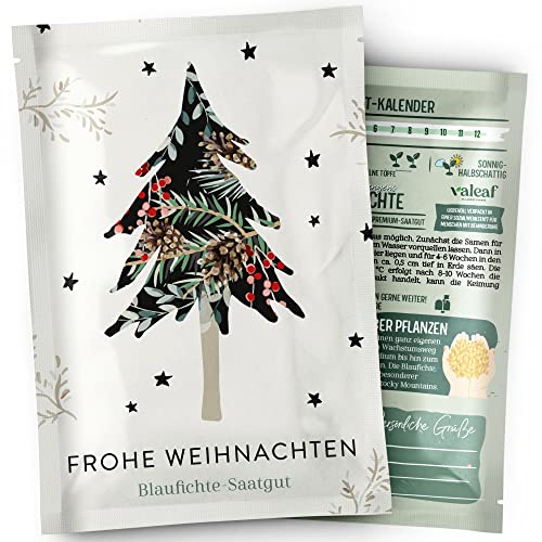 valeaf Blaufichte Weihnachtsbaum Samen I Weihnachtsbaum züchten Saat I Wichtelgeschenk Weihnachten Saatgut I Adventskalender Füllung Erwachsene Adventskalender Füllung Ideen I Dein Christbaum 2029 von valeaf
