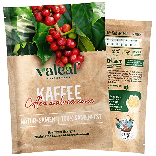 valeaf Kaffee Samen I Kaffeepflanze selbst züchten I Kaffeesamen für den eigenen Kaffeebaum I Zimmerpflanzen Samen für Kaffee Pflanze von valeaf