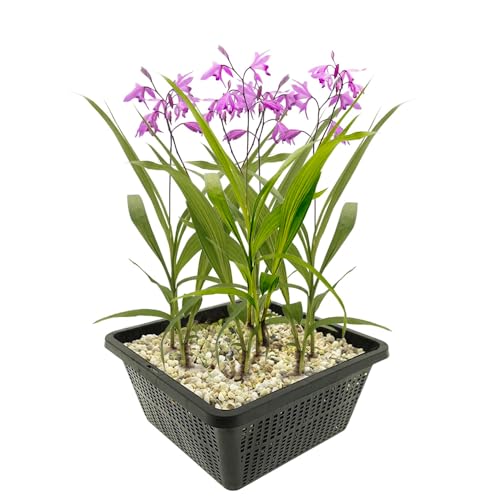 vdvelde.com - Erdorchidee Rosa - 4 Stück - 1 Teichkorb - Bletilla Striata Rosa - Hyazinthenorchidee - - Sumpfpflanze- Ausgewachsene Höhe: 50 cm- Platzierung: -1 bis -10 cm vdvelde.com - Erdorchidee Rosa - 4 Stück - 1 Teichkorb - Bletilla Striata Rosa - Hyazinthenorchidee - - Sumpfpflanze- Ausgewachsene Höhe: 50 cm- Platzierung: -1 bis -10 cm von vdvelde.com