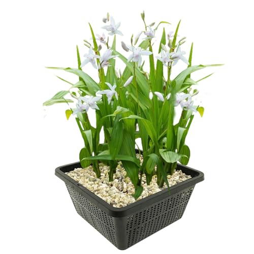 vdvelde.com - Japanse Orchidee Wit - 4 stuks - 1 Vijvermand - Bletilla Striata Alba - Hyacint Orchidee - • Moerasplant• Volgroeide hoogte: 50 cm• Plaatsing: -1 tot -10 cm vdvelde.com - Japanse Orchidee Wit - 4 stuks - 1 Vijvermand - Bletilla Striata Alba - Hyacint Orchidee - • Moerasplant• Volgroeide hoogte: 50 cm• Plaatsing: -1 tot -10 cm von vdvelde.com