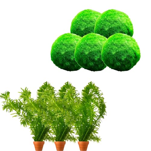 vdvelde.com - Wasserpest - 5 Stück + 5 Sauerstoffspendende Mooskugeln gegen Algen - - Sauerstoffpflanzen- 10 einzelne Pflanzen- Platzierung: lose im Wasser min. -20 cm tief vdvelde.com - Wasserpest - 5 Stück + 5 Sauerstoffspendende Mooskugeln gegen Algen - - Sauerstoffpflanzen- 10 einzelne Pflanzen- Platzierung: lose im Wasser min. -20 cm tief von vdvelde.com