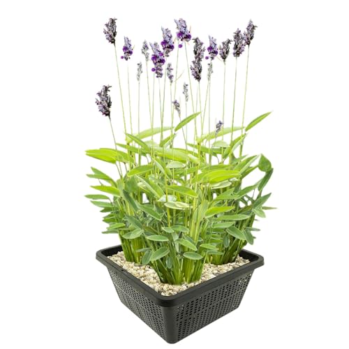 vdvelde.com - Aligatorfahne - 4 Stück - 1 Teichkorb - Thalia Dealbata - - Wasserpflanze- Ausgewachsene Höhe: 150 cm- Platzierung: -1 bis -20 cm vdvelde.com - Aligatorfahne - 4 Stück - 1 Teichkorb - Thalia Dealbata - - Wasserpflanze- Ausgewachsene Höhe: 150 cm- Platzierung: -1 bis -20 cm von vdvelde.com