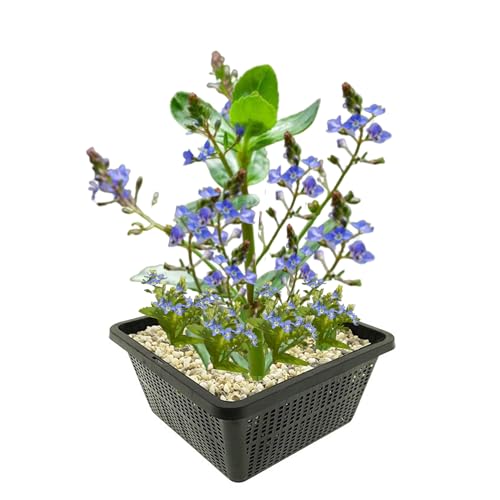 vdvelde.com - Bachblüte - Veronica Beccabunga - 4 Stück - - Filtrierende Bodenkriechpflanze- Ausgewachsene Höhe: bis zu 50 cm- Platzierung: -1 bis -20 cm von vdvelde.com