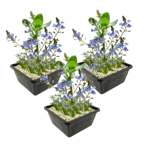 vdvelde.com - Bachblüte - Veronica Beccabunga - 12 Stück - - Filtrierende Bodenkriechpflanze- Ausgewachsene Höhe: bis zu 50 cm- Platzierung: -1 bis -20 cm vdvelde.com - Bachblüte - Veronica Beccabunga - 12 Stück - - Filtrierende Bodenkriechpflanze- Ausgewachsene Höhe: bis zu 50 cm- Platzierung: -1 bis -20 cm von vdvelde.com