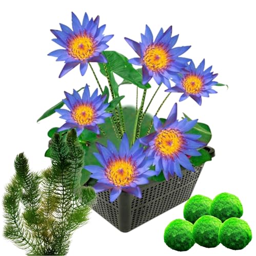vdvelde.com - Winterharte Blaue Seerose - Nymphaea Blue Queen + Sauerstoffpflanzen gegen Algen - Seerose + Sauerstoffpflanzen- Höhe der ausgewachsenen Pflanze: 20 cm- Platzierung: -10 bis -20 cm von vdvelde.com