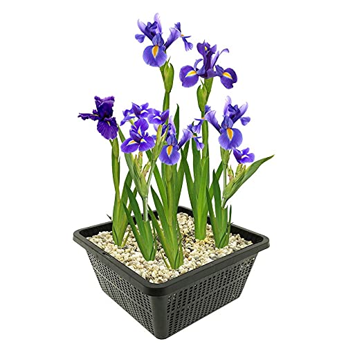 vdvelde.com - Blauwe Lis - 4 stuks - 1 Vijvermand - Iris Kaempferi Blue - • Moerasplant• Volgroeide hoogte: 80 cm• Plaatsing: -1 tot -10 cm von vdvelde.com