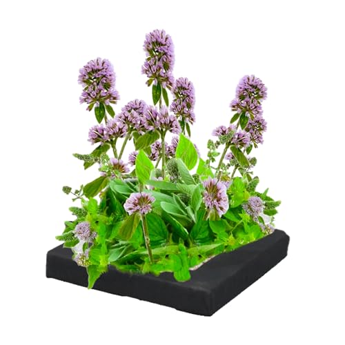 vdvelde.com - Schwimmpflanzeninsel - Wasserminze - 25 cm - - Schwimmende Wasserpflanze - Ausgewachsene Höhe: 60 cm- Platzierung: lose auf dem Wasser von vdvelde.com