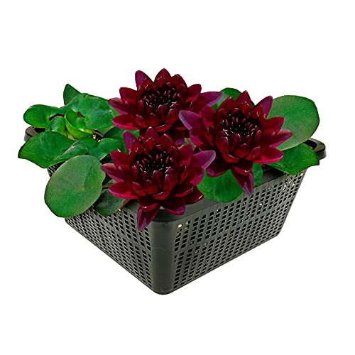 vdvelde.com - Dunkelrote Seerose - Nymphaea Black Princess - Große Seerose - Ausgewachsene Höhe: 10 cm - Platzierung: -10 bis -100 cm von vdvelde.com