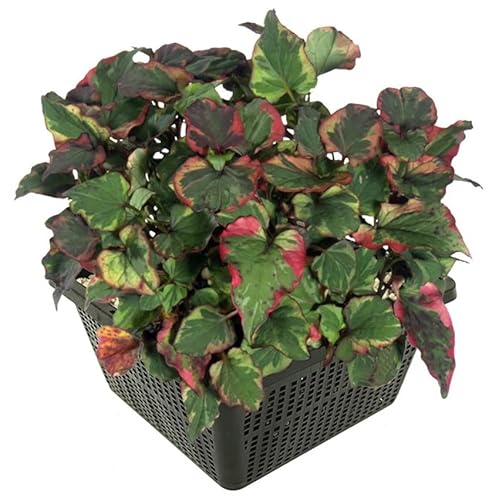 vdvelde.com - Houttuynia - 4 Stück - 1 Teichkorb - Houttuynia Cordata Chameleon - - Sumpfpflanze- Ausgewachsene Höhe: 40 cm- Platzierung: -1 bis -10 cm vdvelde.com - Houttuynia - 4 Stück - 1 Teichkorb - Houttuynia Cordata Chameleon - - Sumpfpflanze- Ausgewachsene Höhe: 40 cm- Platzierung: -1 bis -10 cm von vdvelde.com