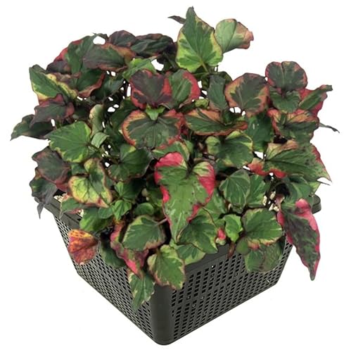 vdvelde.com - Eidechsenschwanz - 4 Stück - Houttuynia Cordata Chameleon - Sumpfpflanze - Ausgewachsene Höhe: 40 cm - Platzierung: -1 bis -10 cm von vdvelde.com