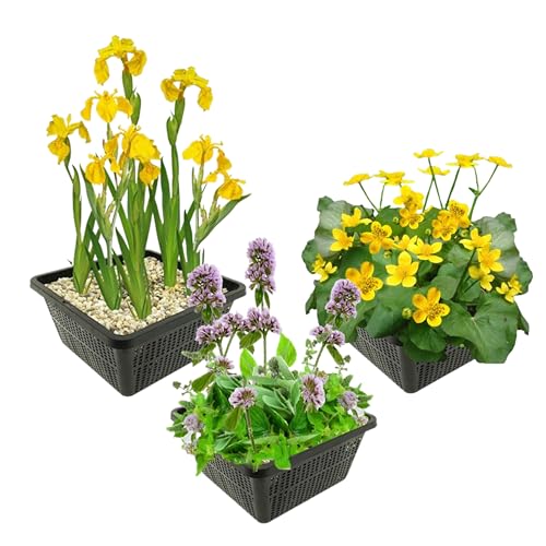 vdvelde.com - Einheimische Sumpfpflanzen - 12 Stück - Sumpfdotterblume, sumpf schwertlilie, Wasserminze - - Kombi-Set- 12 Pflanzen- Platzierung: -1 bis -10 cm vdvelde.com - Einheimische Sumpfpflanzen - 12 Stück - Sumpfdotterblume, sumpf schwertlilie, Wasserminze - - Kombi-Set- 12 Pflanzen- Platzierung: -1 bis -10 cm von vdvelde.com