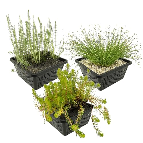 vdvelde.com - Einheimische unterwasserpflanzen - 12 Stück - brasilianisches tausendblatt, Nadelsimse, Tannenwedel - - Sauerstoffpflanzen Set- 12 Pflanzen- Platzierung: -1 bis -20 cm vdvelde.com - Einheimische unterwasserpflanzen - 12 Stück - brasilianisches tausendblatt, Nadelsimse, Tannenwedel - - Sauerstoffpflanzen Set- 12 Pflanzen- Platzierung: -1 bis -20 cm von vdvelde.com