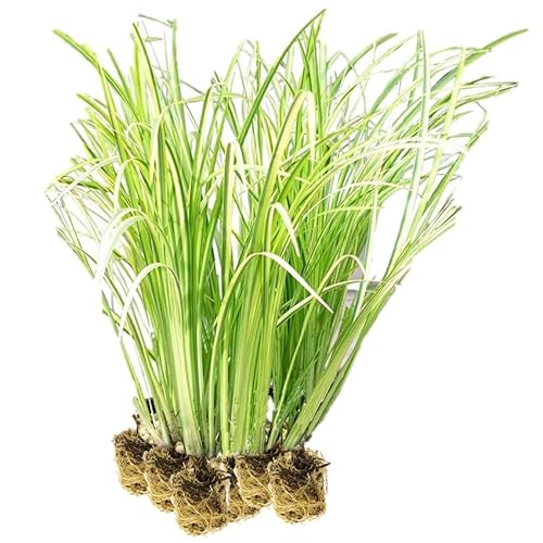 vdvelde.com - Elster Kalmus - 15 Stück - Lose Stecklinge - Acorus Calamus Variegatus - - 15 wasserpflanzen für 1 m² - Ausgewachsene Höhe: 80 cm - Platzierung: -1 bis -20 cm vdvelde.com - Elster Kalmus - 15 Stück - Lose Stecklinge - Acorus Calamus Variegatus - - 15 wasserpflanzen für 1 m² - Ausgewachsene Höhe: 80 cm - Platzierung: -1 bis -20 cm von vdvelde.com