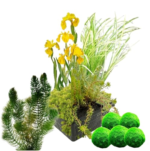 vdvelde.com - Filterpflanzen Set + Sauerstoffpflanzen gegen Algen - - Filtrierende wasserpflanzen- 11 Pflanzen- Platzierung: -10 bis -20 cm vdvelde.com - Filterpflanzen Set + Sauerstoffpflanzen gegen Algen - - Filtrierende wasserpflanzen- 11 Pflanzen- Platzierung: -10 bis -20 cm von vdvelde.com