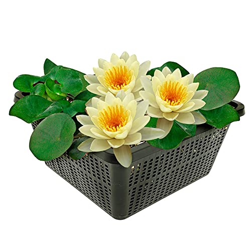 vdvelde.com - Gelbe Seerose - Nymphaea Marliacea Chromatella - Große Seerose - Ausgewachsene Höhe: 10 cm - Platzierung: -10 bis -100 cm von vdvelde.com