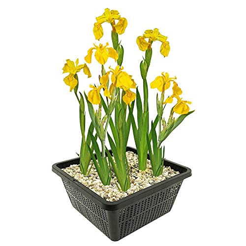 vdvelde.com - Gele Lis - 4 stuks - 1 Vijvermand - Iris Pseudacorus - • Moerasplant• Volgroeide hoogte: 80 cm• Plaatsing: -1 tot -10 cm von vdvelde.com