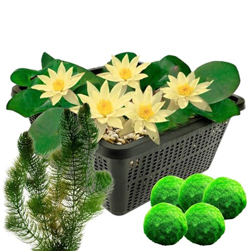 vdvelde.com - Mini Seerose - Gelb - Nymphaea Pygmaea Helvola + Sauerstoffpflanzen gegen Algen - Kombi-Set - Zwergseerose und Sauerstoffpflanzen - Platzierung: -1 bis -40 cm von vdvelde.com