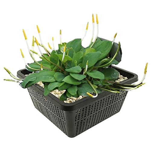 vdvelde.com - Goldkeule - 4 Stück - Orontium Aquaticum - Wasserpflanze - Ausgewachsene Höhe: 40 cm - Platzierung: -1 bis -20 cm von vdvelde.com