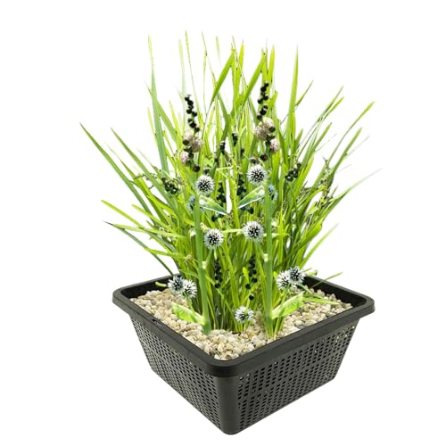 vdvelde.com - Großer Igelkopf - 4 Stück - 1 Teichkorb - Sparganium Erectum - - Beste reinigende Wasserpflanze- Ausgewachsene Höhe: bis zu 100 cm- Platzierung: -10 bis -20 cm vdvelde.com - Großer Igelkopf - 4 Stück - 1 Teichkorb - Sparganium Erectum - - Beste reinigende Wasserpflanze- Ausgewachsene Höhe: bis zu 100 cm- Platzierung: -10 bis -20 cm von vdvelde.com