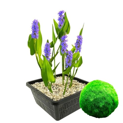 vdvelde.com - Hechtkraut - 4 Stück + 5 Sauerstoff spendende Mooskugeln gegen Algen - - Kombi-Set- 9 Pflanzen- Platzierung: 0 bis -20 cm von vdvelde.com
