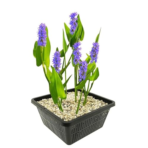 vdvelde.com - Hechtkraut - 4 Stück - 1 Teichkorb - Pontederia Cordata Sumpfhyazinthe - - Wasserpflanze- Ausgewachsene Höhe: 80 cm- Platzierung: -1 bis -20 cm von vdvelde.com