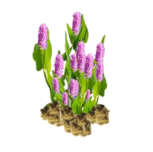 vdvelde.com - Hechtkraut Pink - 15 Stück - Lose Stecklinge - Pontederia Cordata Pink Pons - - 15 wasserpflanzen für 1 m² - Ausgewachsene Höhe: 80 cm - Platzierung: -1 bis -20 cm vdvelde.com - Hechtkraut Pink - 15 Stück - Lose Stecklinge - Pontederia Cordata Pink Pons - - 15 wasserpflanzen für 1 m² - Ausgewachsene Höhe: 80 cm - Platzierung: -1 bis -20 cm von vdvelde.com