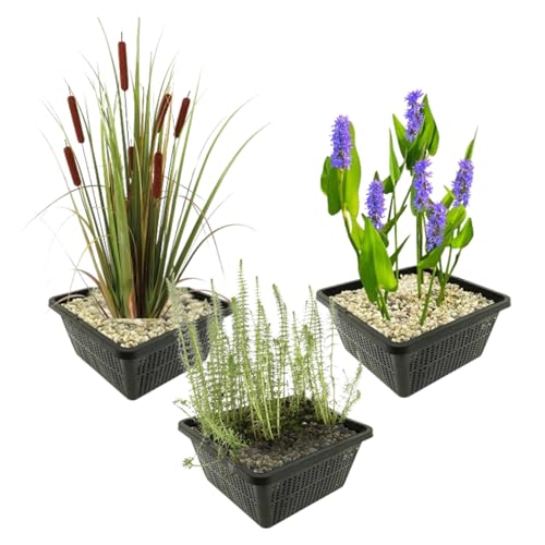 vdvelde.com - Herbstblühende Teichpflanzen - 12 Stück - - Kombi-Set- 12 Pflanzen- Platzierung: -1 bis -10 cm von vdvelde.com
