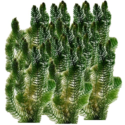 vdvelde.com - Grobes Hornblatt - 5 Liter - Ceratophyllum Demersum - - Schwimmende Sauerstoffpflanze- Benötigt: mindestens -20 cm Wasser- Platzierung: lose im Wasser von vdvelde.com