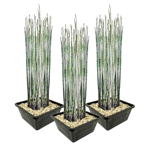 vdvelde.com - Japanischer Schachtelhalm - 12 Stück - Equisetum Japonicum - Wasserpflanze - Ausgewachsene Höhe: 120 cm - Platzierung: -1 bis -20 cm von vdvelde.com