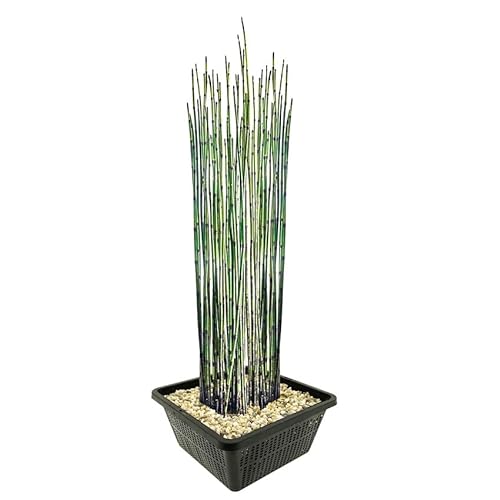 vdvelde.com - Japanischer Schachtelhalm - 4 Stück - Equisetum Japonicum - Wasserpflanze - Ausgewachsene Höhe: 120 cm - Platzierung: -1 bis -20 cm von vdvelde.com