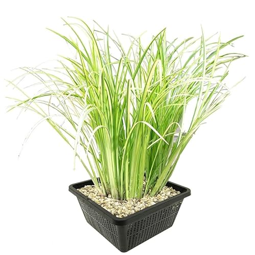 vdvelde.com - Elster Kalmus - 4 Stück - 1 Teichkorb - Acorus Calamus Variegatus - - Wasserpflanze- Ausgewachsene Höhe: 80 cm- Platzierung: -1 bis -20 cm vdvelde.com - Elster Kalmus - 4 Stück - 1 Teichkorb - Acorus Calamus Variegatus - - Wasserpflanze- Ausgewachsene Höhe: 80 cm- Platzierung: -1 bis -20 cm von vdvelde.com