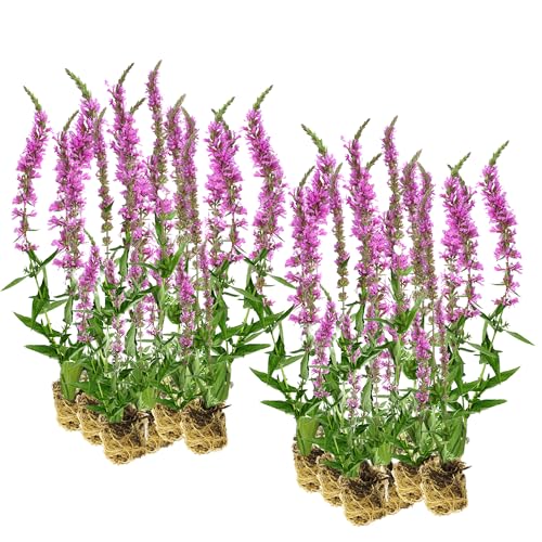 vdvelde.com - Kattenstaart - 30 stuks - Losse Pluggen - Lythrum Salicaria - • 30 moerasplanten voor 2 m² • Volgroeide hoogte: 80 cm • Plaatsing: -1 tot -10 cm von vdvelde.com