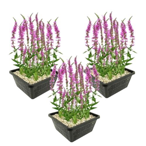 vdvelde.com - blutweiderich - Lythrum Salicaria - 12 Stück - - Biodiversitätsfördernde Wasserpflanze- Ausgewachsene Höhe: 80 cm- Platzierung: -1 bis -10 cm von vdvelde.com