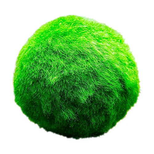vdvelde.com - Marimo Mosballen - 5 stuks - Cladophora Aegagropila - • Zuurstofplant• Diameter ca. 5 cm• Plaatsing: los in het water von vdvelde.com