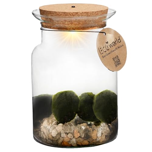 vdvelde.com - Mini Ecosysteem - Marimo Mosballen Corky - • Mosballen• Ø 13 cm ↥ 20 cm• Verlichting op batterijen vdvelde.com - Mini Ecosysteem - Marimo Mosballen Corky - • Mosballen• Ø 13 cm ↥ 20 cm• Verlichting op batterijen von vdvelde.com