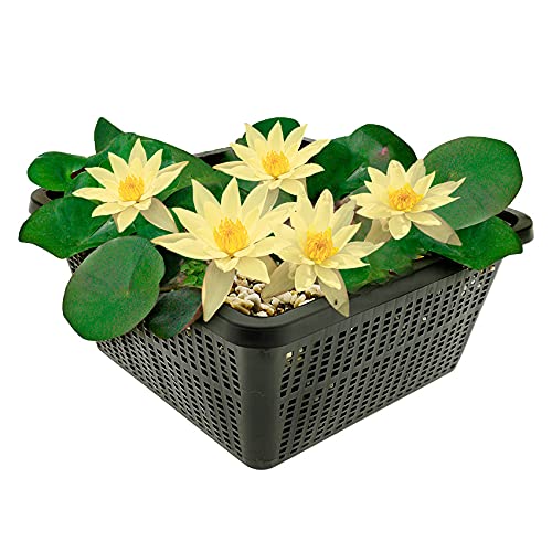 vdvelde.com - Mini Seerose - Gelb - Nymphaea Pygmaea Helvola - Kleine Seerose - Ausgewachsene Höhe: 5 cm - Platzierung: -10 bis -40 cm von vdvelde.com