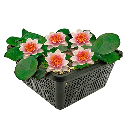 vdvelde.com - Mini Waterlelie - Zalm - Nymphaea Pygmaea Aurora - • Kleine waterlelie• Volgroeide hoogte: 5 cm• Plaatsing: -10 tot -40 cm vdvelde.com - Mini Waterlelie - Zalm - Nymphaea Pygmaea Aurora - • Kleine waterlelie• Volgroeide hoogte: 5 cm• Plaatsing: -10 tot -40 cm von vdvelde.com