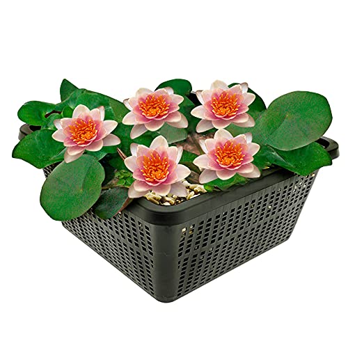 vdvelde.com - Mini-Seerose - Orange - Nymphaea Pygmaea Aurora - Kleine Seerose - Ausgewachsene Höhe: 5 cm - Platzierung: -10 bis -40 cm von vdvelde.com