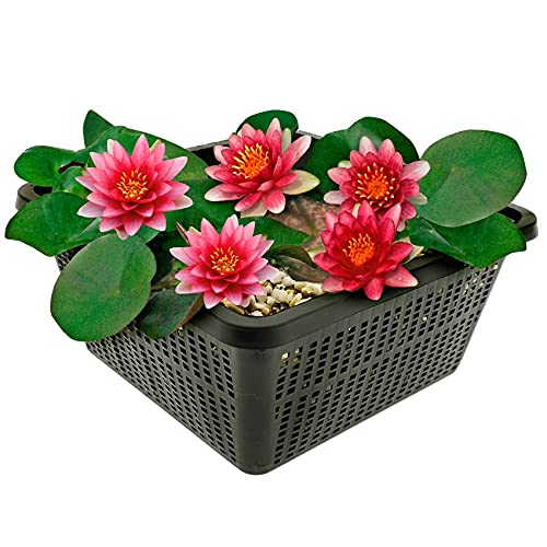 vdvelde.com - Mini Seerose - Rot - Nymphaea Pygmaea Rubra - Kleine Seerose - Ausgewachsene Höhe: 5 cm - Platzierung: -10 bis -40 cm von vdvelde.com