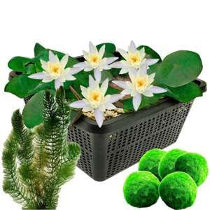 vdvelde.com - Mini Seerose - Weiß - Nymphaea Pygmaea Alba + Sauerstoffpflanzen gegen Algen - Kombi-Set - 12 Pflanzen - Platzierung: -10 bis -40 cm von vdvelde.com