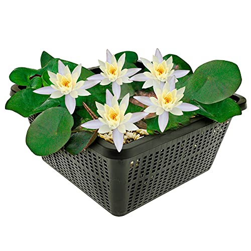 vdvelde.com - Mini-Seerose - Weiß - Nymphaea Pygmaea Alba - Kleine Seerose - Ausgewachsene Höhe: 5 cm - Platzierung: -10 bis -40 cm von vdvelde.com