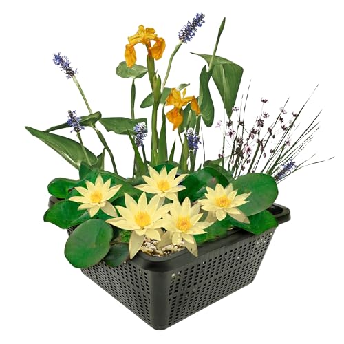 vdvelde.com - Mini vijverset - Geel - • Combi set• 4 planten• Plaatsing: -10 tot -20 cm vdvelde.com - Mini vijverset - Geel - • Combi set• 4 planten• Plaatsing: -10 tot -20 cm von vdvelde.com