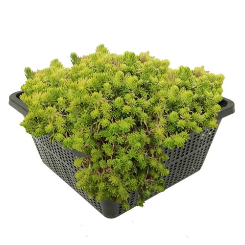 vdvelde.com - Nadelkraut - 4 Stück - Crassula Recurva - Sauerstoffpflanze - Ausgewachsene Höhe: 10 cm - Platzierung: -1 bis -80 cm von vdvelde.com